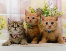 マンチカン(長足)【神奈川県・男の子・2025年8月27日・レッドタビー】の写真10「きょうだいちゃんたちです💕運命の子と出会えますように…🌟」