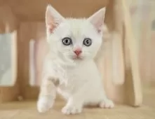 マンチカン(短足)【神奈川県・男の子・2025年8月20日・クリームタビー】の写真10「【2510-02342】お兄ちゃんです💕運命の子と出会えますように…🌟」