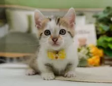 マンチカン(短足)【神奈川県・女の子・2025年10月19日・ブラウンタビー&ホワイト】の写真11「お気に入り登録でお得な情報ゲット🎫✨」