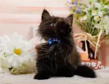 ミヌエット(長足)【神奈川県・男の子・2025年8月23日・ブラックスモーク】の写真11「お気に入り登録でお得な情報ゲット🎫✨」