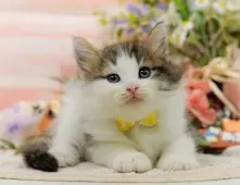 ノルウェージャンフォレストキャット【神奈川県・女の子・2025年9月5日・ブラウンタビー&ホワイト】の写真11「お気に入り登録でお得な情報ゲット🎫✨」