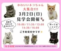 マンチカン(長足)【神奈川県・男の子・2025年1月2日・ブラウンタビー】の写真3「🐱見学会開催💕可愛いネコちゃんが大集合💓💓」