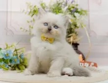 ラグマフィン(ラグドール×ラガマフィン)【神奈川県・女の子・2025年9月6日・ブルートーティーポイントミテッド】の写真11「お気に入り登録でお得な情報ゲット🎫✨」