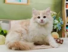 サイベリアン【神奈川県・女の子・2024年11月6日・クリーム&ホワイト】の写真3「生後76日🐾少し大きくなりました💕」