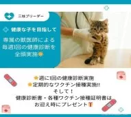 サイベリアン【神奈川県・男の子・2025年3月25日・ブラウンタビー&ホワイト】の写真13「💉全頭健康診断実施済み💉毎週専属の獣医師がネコちゃんの体調チェックをしています🏥」
