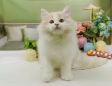 サイベリアン【神奈川県・女の子・2024年11月6日・クリーム&ホワイト】の写真9「生後76日🐾少し大きくなりました💕」