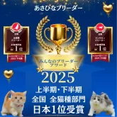 マンチカン(短足)【神奈川県・女の子・2026年3月17日・ホワイト系/ブラウン系】の写真15「2025年 上半期・下半期🐱全国お客様評価1位受賞✨」