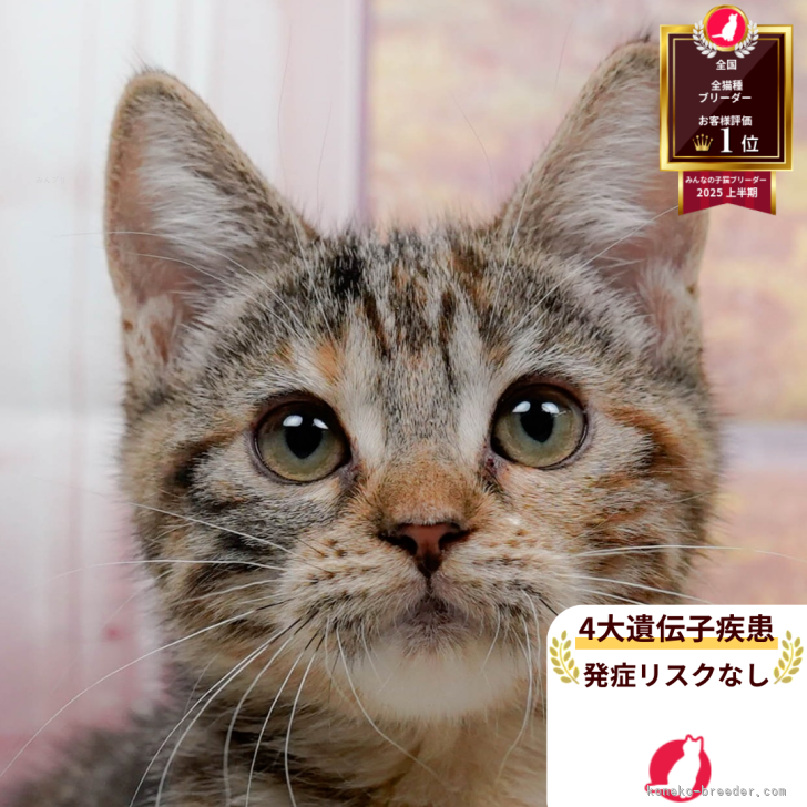 ブリーダー画像