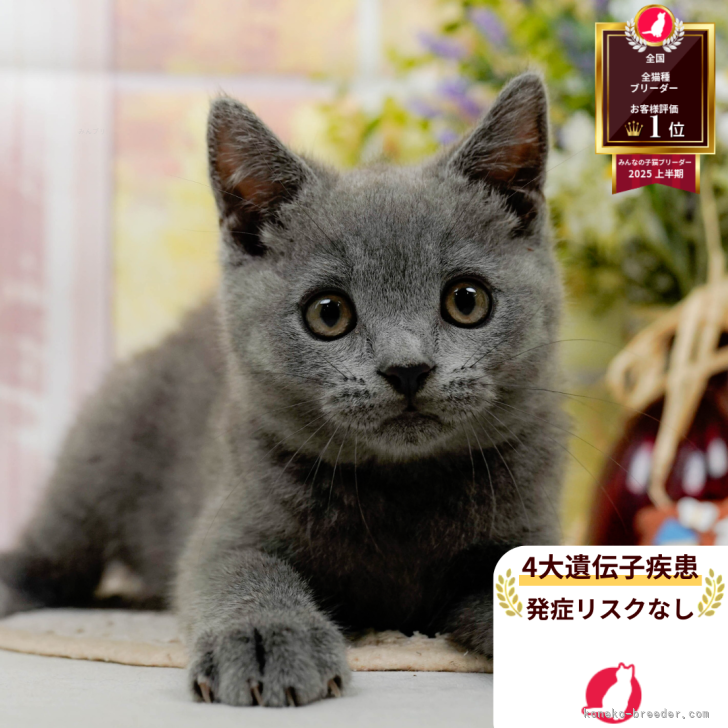 ブリティッシュショートヘア【神奈川県・男の子・2025年7月7日