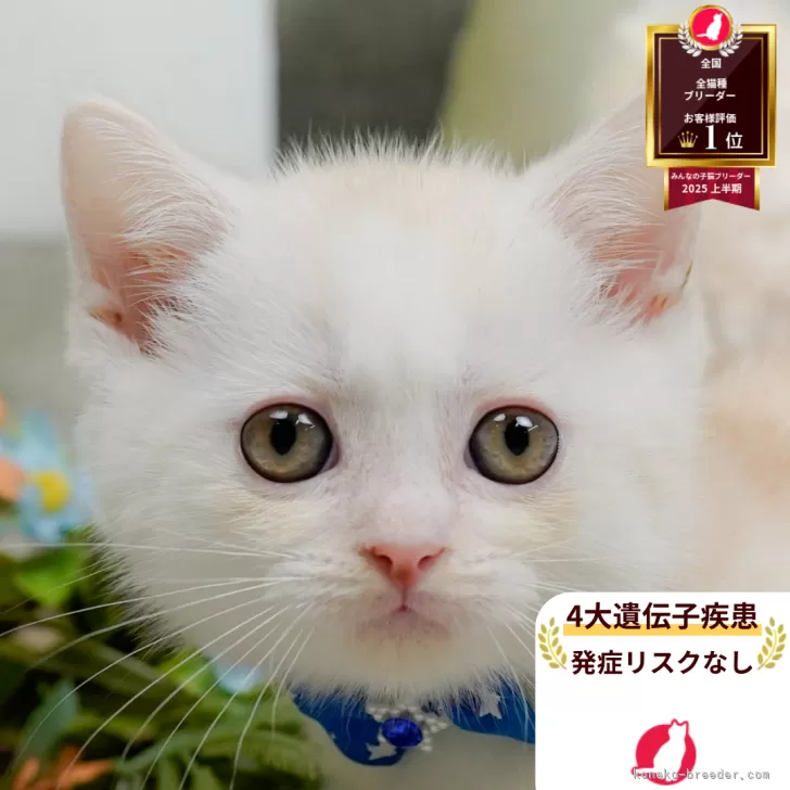 マンチカン(長足)【神奈川県・男の子・2026年2月25日・クリームタビー】の写真1「かわいい子猫の画像や当猫舎の情報を掲載しています💖是非、見てください🎶」