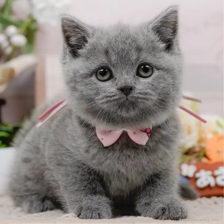 ID:2504-03114の子猫