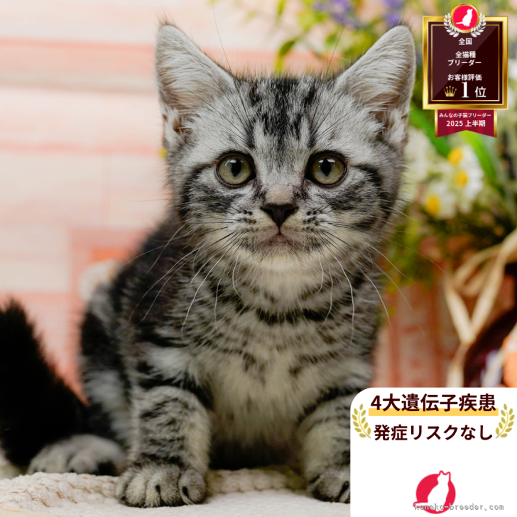 ブリーダー画像