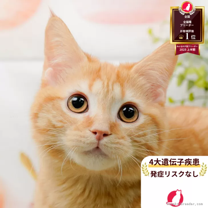 ID：2510-01581の子猫