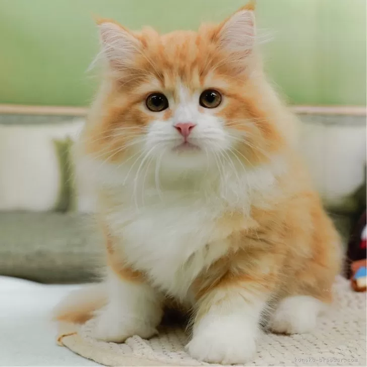 ID:2505-01700の子猫