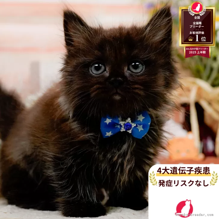 ミヌエット(長足)【神奈川県・男の子・2025年8月23日・ブラックスモーク】の写真1「かわいい子猫の画像や当猫舎の情報を掲載しています💖是非、見てください🎶」