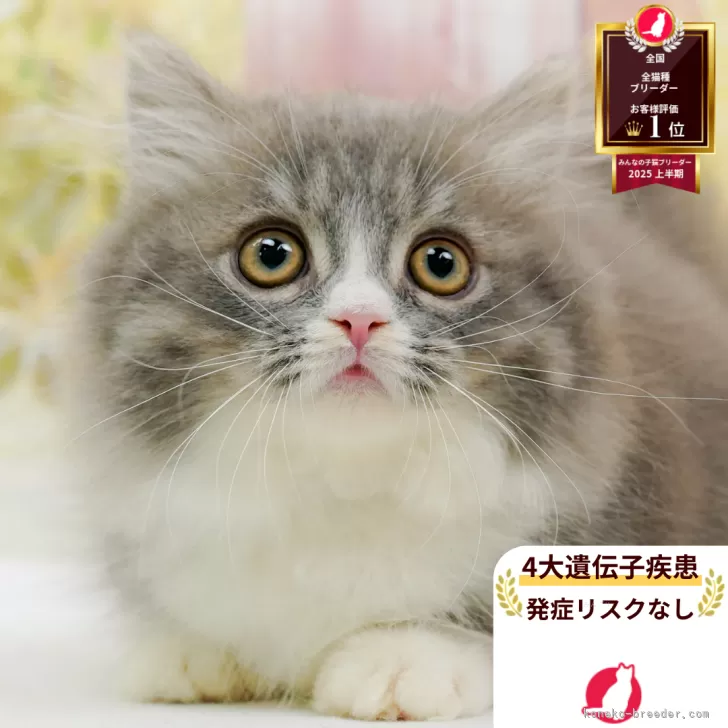 ID:2509-01124の子猫