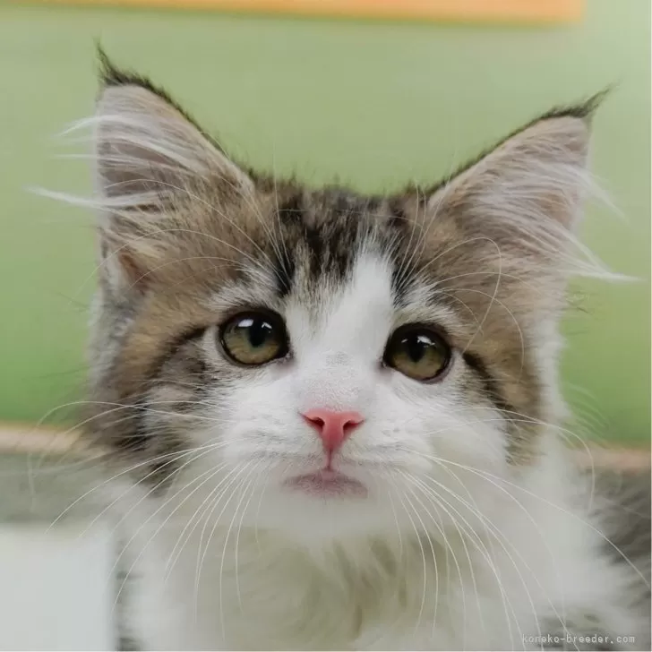 ID：2505-02738の子猫