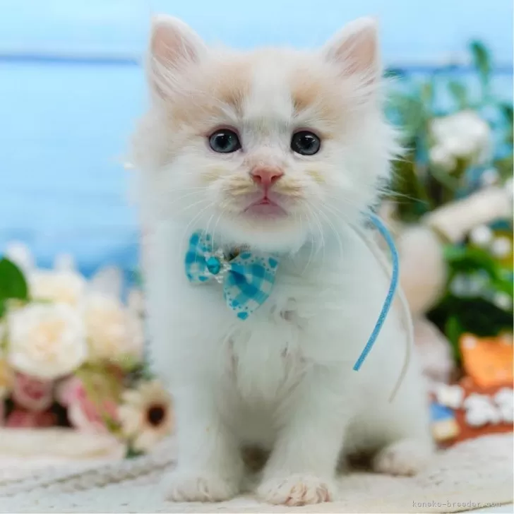 ID：2506-02124の子猫