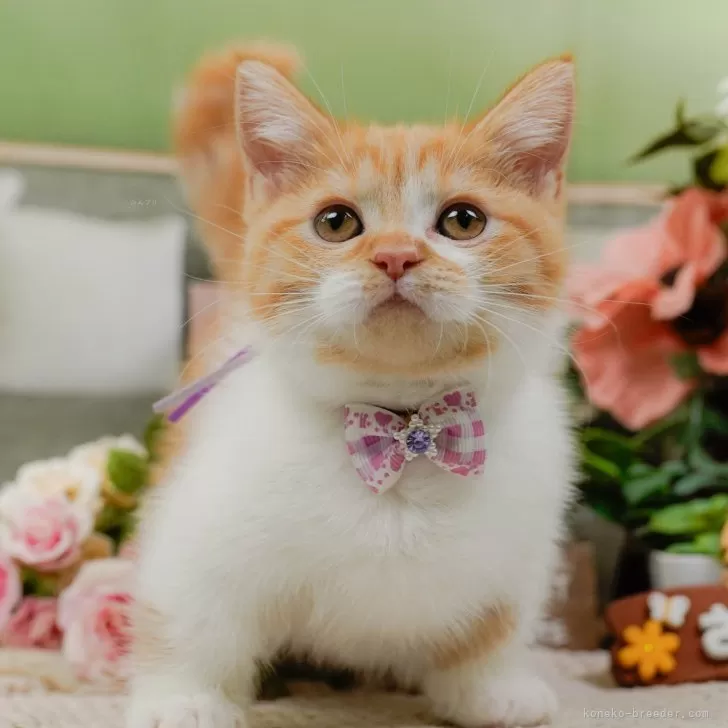 ID:2502-01272の子猫