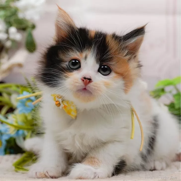 ID:2505-01707の子猫