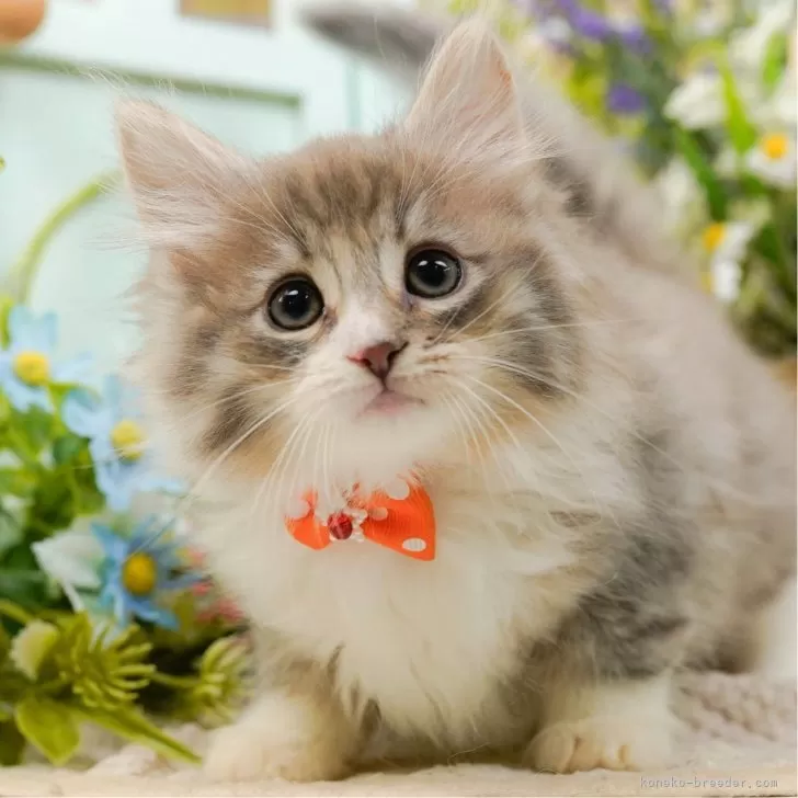 T.H 様のお迎えした子猫