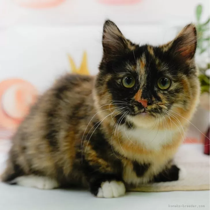 ID：2501-00106の子猫
