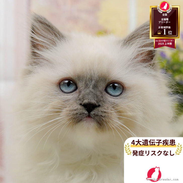 ナカ 様のお迎えした子猫