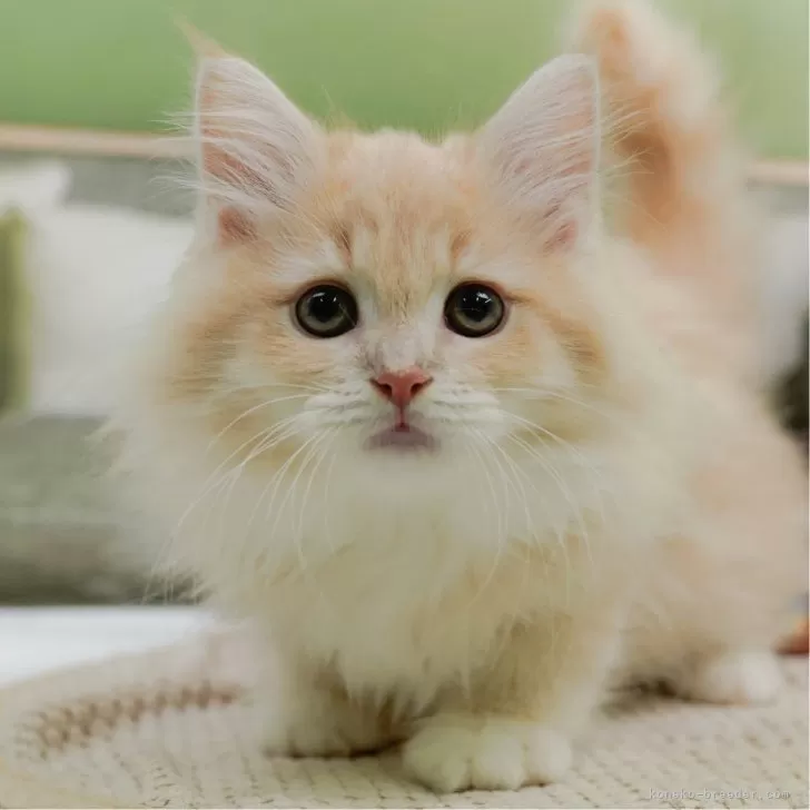 さく 様のお迎えした子猫