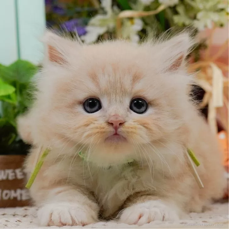 Y.H 様のお迎えした子猫