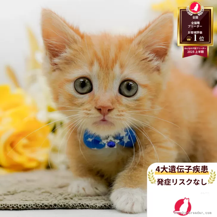 A.S 様のお迎えした子猫