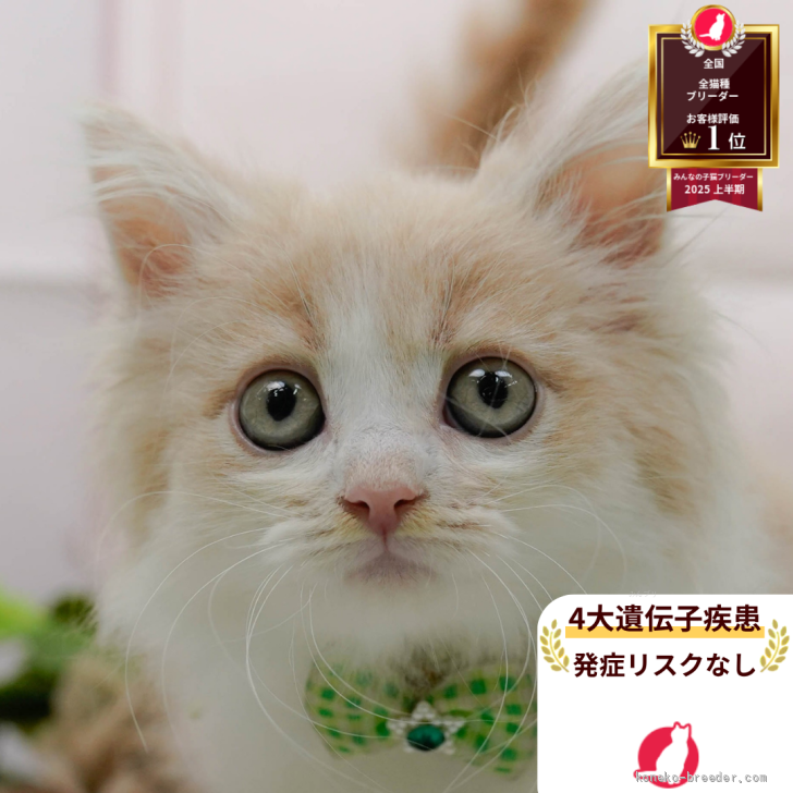 R.T 様のお迎えした子猫