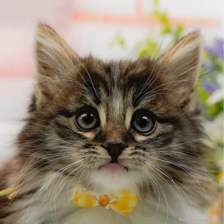ID:2502-01564の子猫