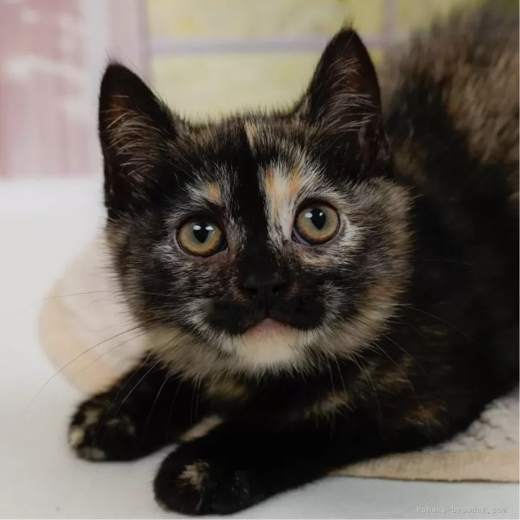 LYAUSKEN 様のお迎えした子猫