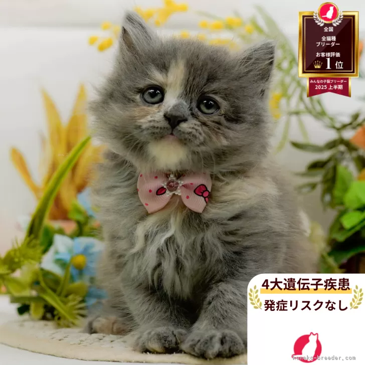 ラガマフィン【神奈川県・女の子・2025年8月11日・ブルークリーム】の写真1「かわいい子猫の画像や当猫舎の情報を掲載しています💖是非、見てください🎶」