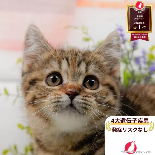 マンチカン(長足)【神奈川県・女の子・2025年7月29日・ブラウンタビー】の写真1「かわいい子猫の画像や当猫舎の情報を掲載しています💖是非、見てください🎶」