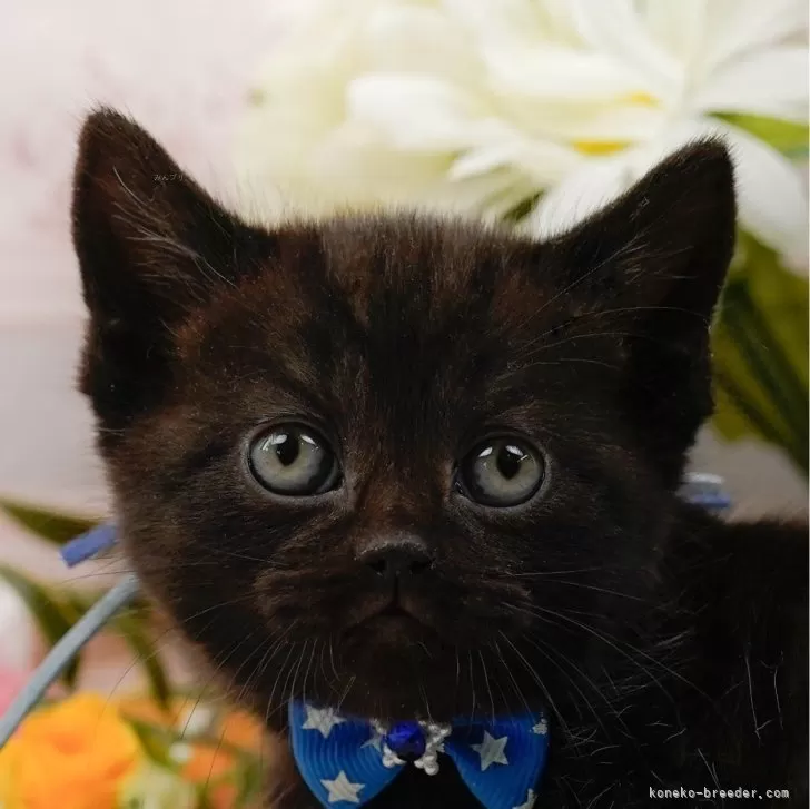 ID:2501-01791の子猫