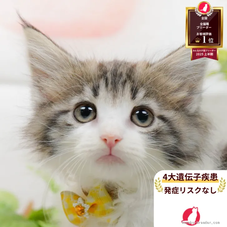 S.H 様のお迎えした子猫