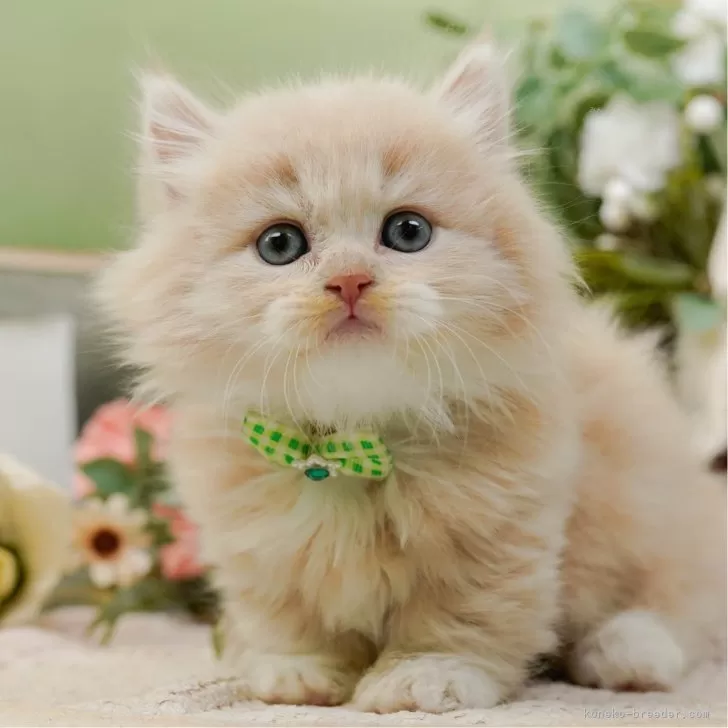 S.Y 様のお迎えした子猫