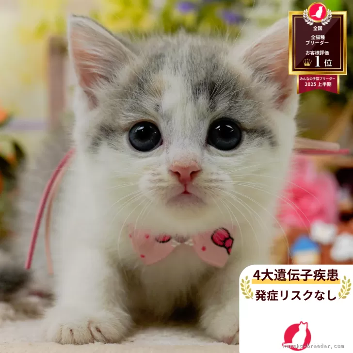 マンチカン(長足)【神奈川県・女の子・2025年6月15日・ダイリュートキャリコ】の写真1「かわいい子猫の画像や当猫舎の情報を掲載しています💖是非、見てください🎶」