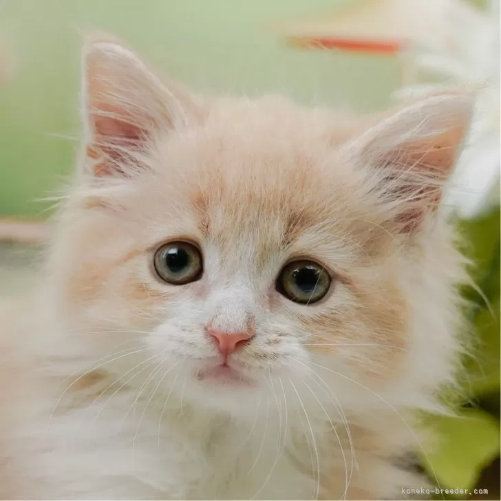 C.N 様のお迎えした子猫