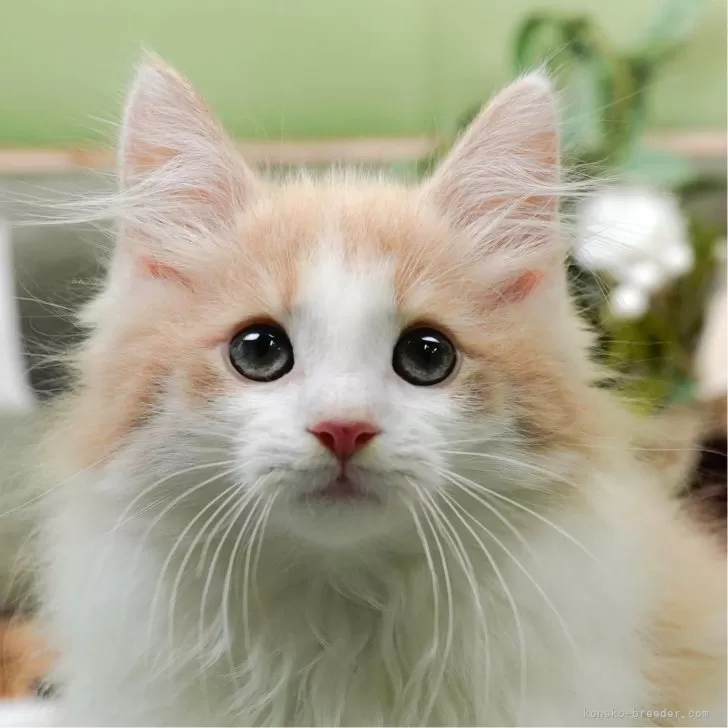 アイザック 様のお迎えした子猫