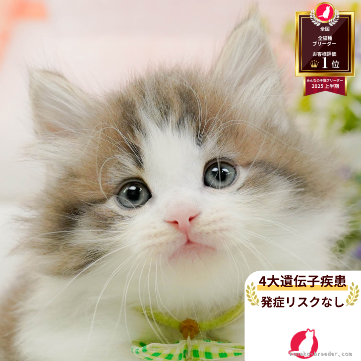 ブリーダー画像