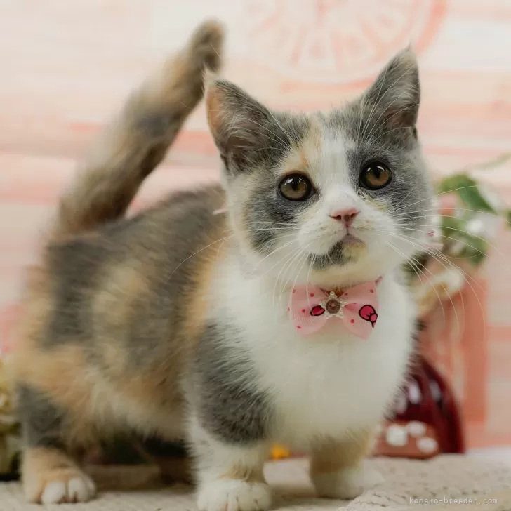 ID：2502-01270の子猫