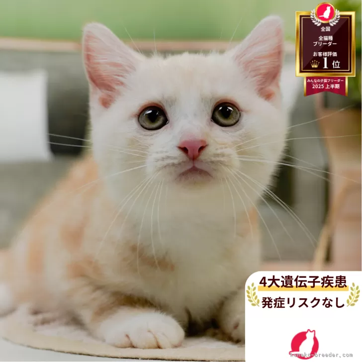 ID:2507-01684の子猫