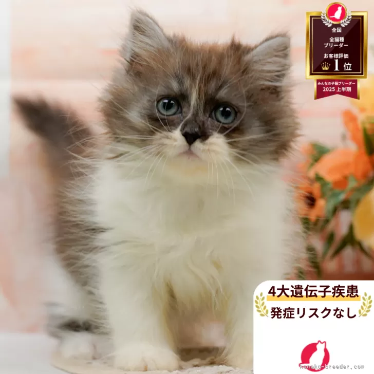 ID：2509-01116の子猫