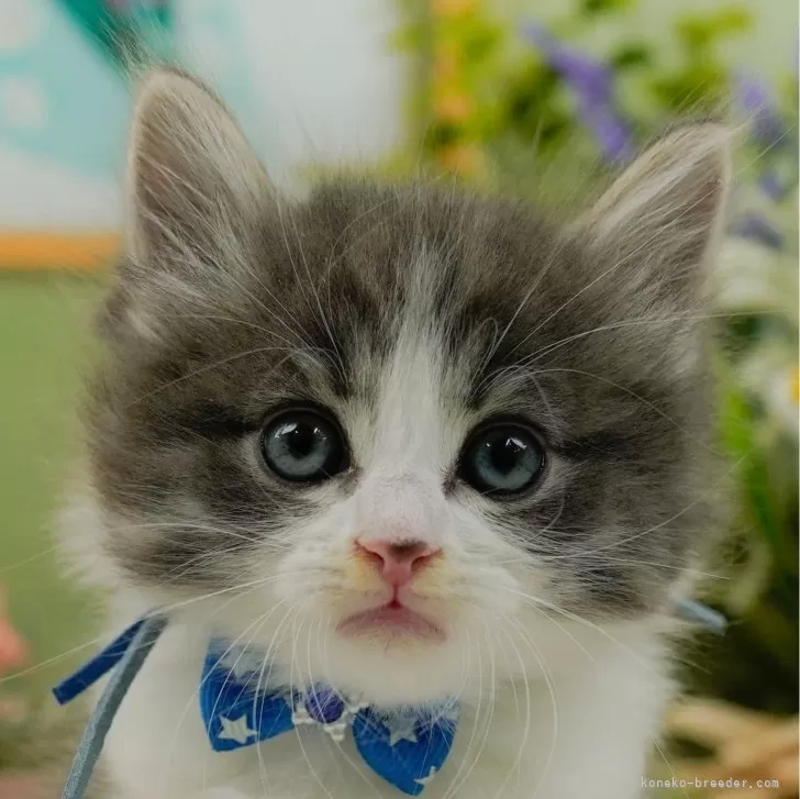 ID：2412-02493の子猫