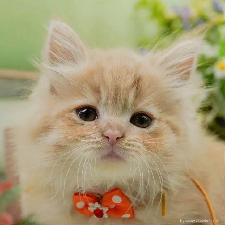 ID：2505-01697の子猫