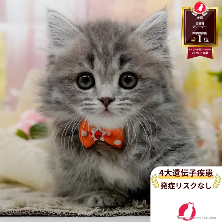 R.E 様のお迎えした子猫