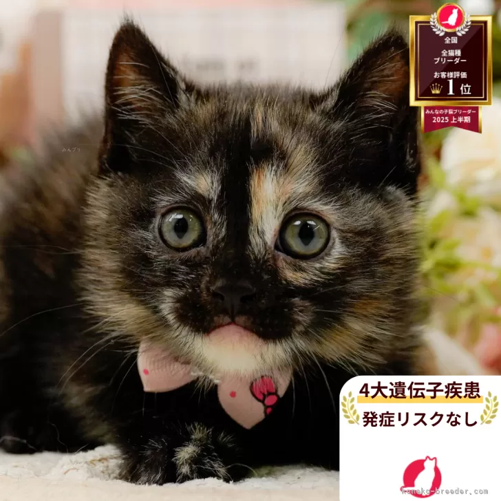 マンチカン(長足)【神奈川県・女の子・2025年9月12日・トーティ】の写真1「かわいい子猫の画像や当猫舎の情報を掲載しています💖是非、見てください🎶」