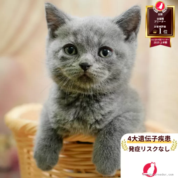 ID：2511-00503の子猫